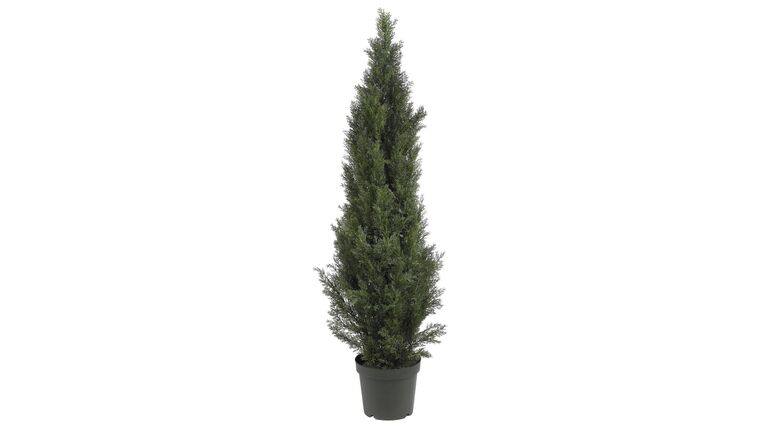 5′ Mini Cedar Pine Tree (Indoor/Outdoor) | Rental